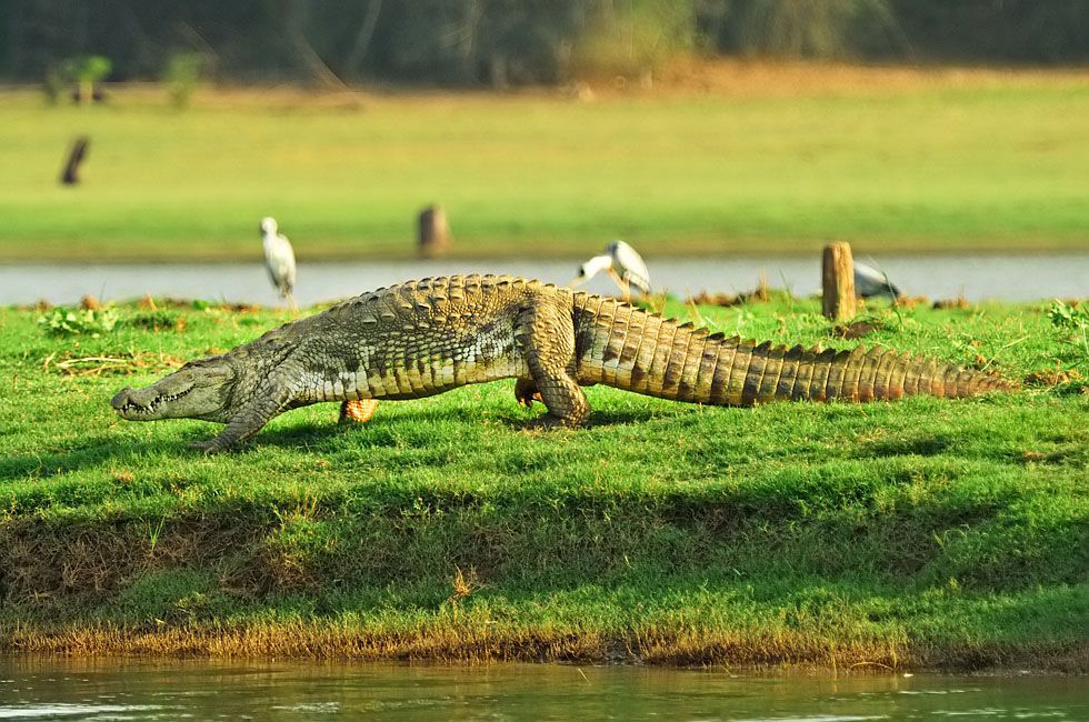 National Chambal Crocodile Sanctuary
