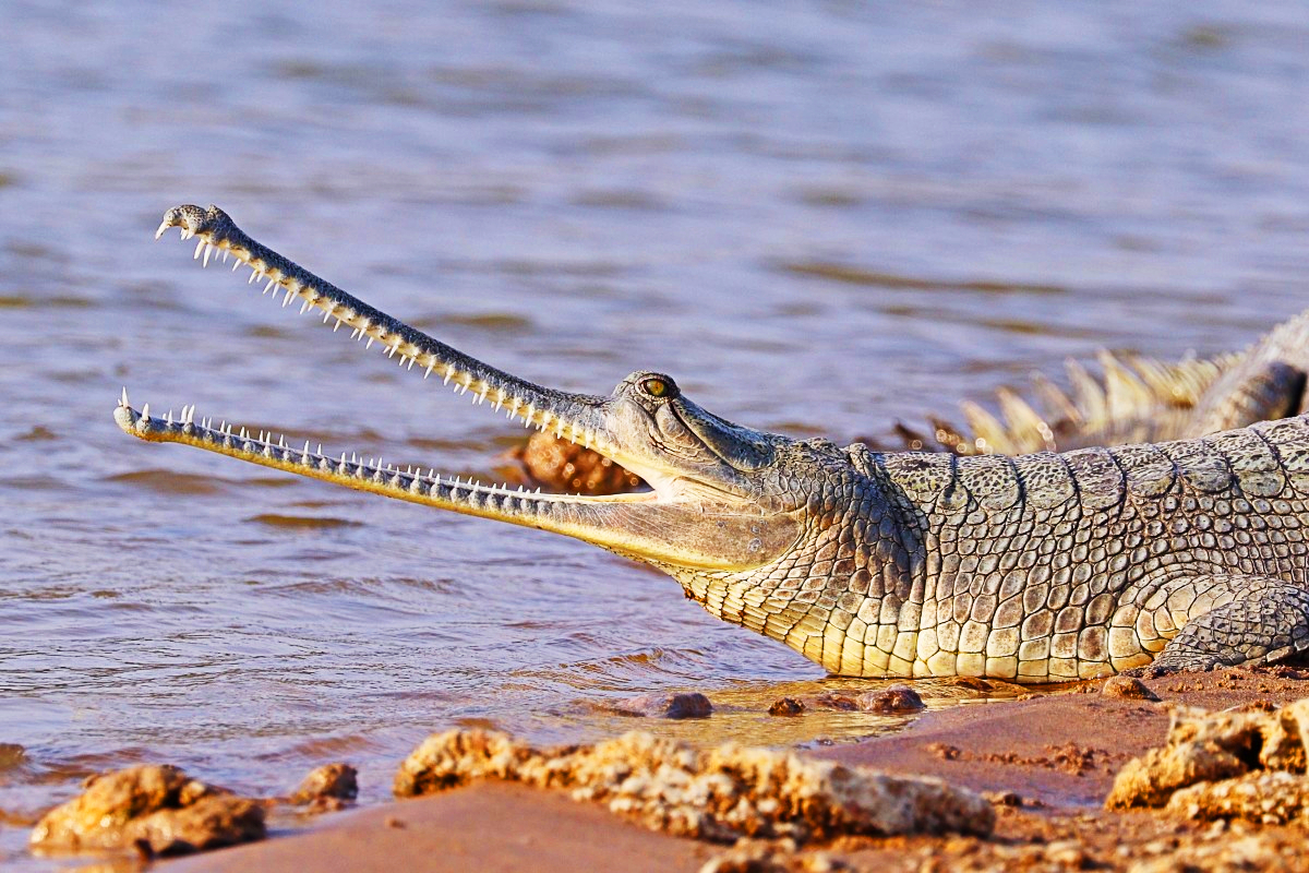 Wildlife at National Chambal crocodile Sanctuary