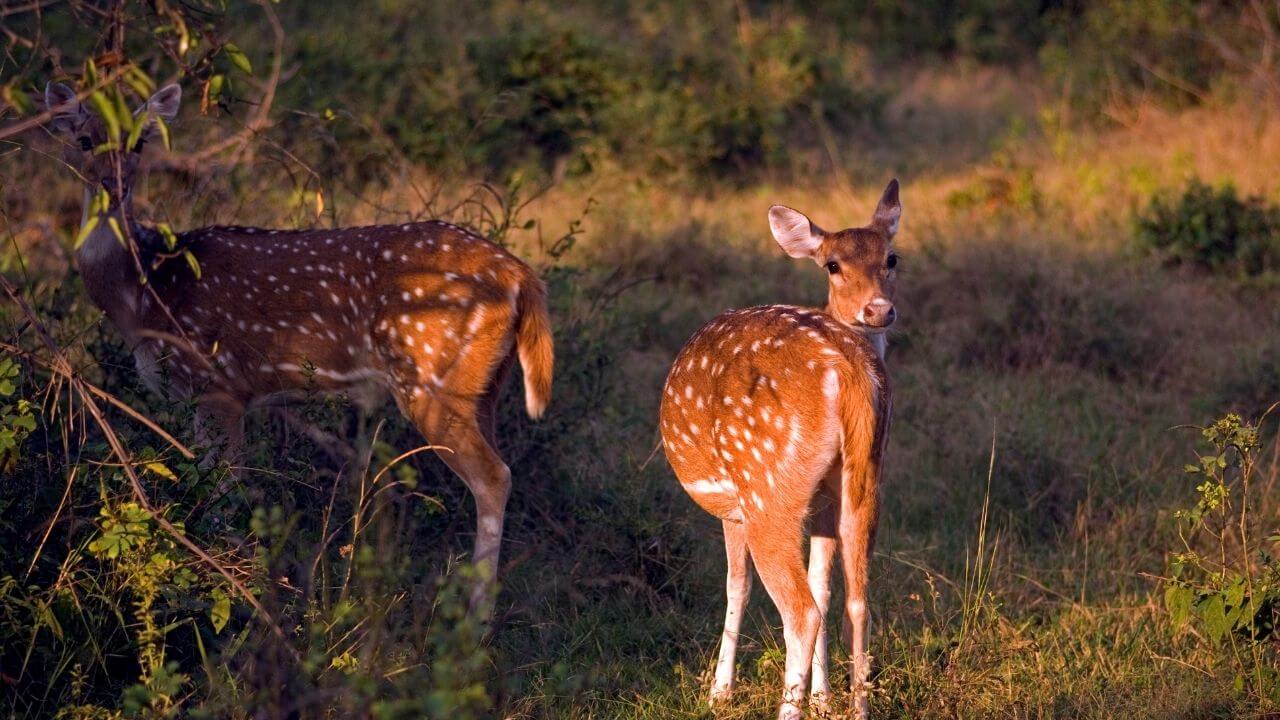 Sariska Tiger Reserve