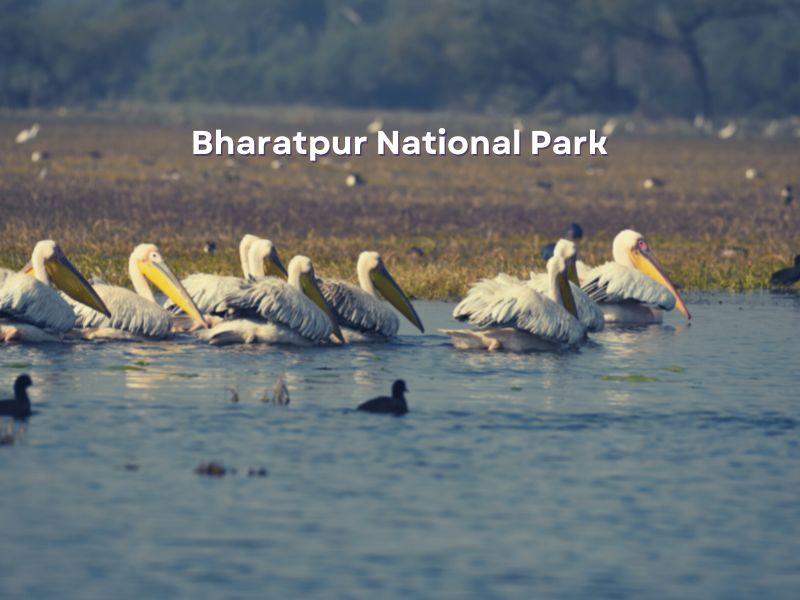 Bharatpur National Park
