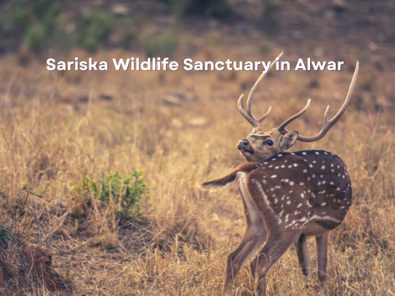 Sariska Wildlife Sanctuary in Alwar