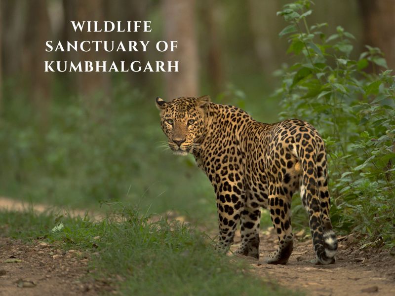 Wildlife Sanctuary of Kumbhalgarh