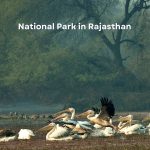 Best 5 National Park in Rajasthan