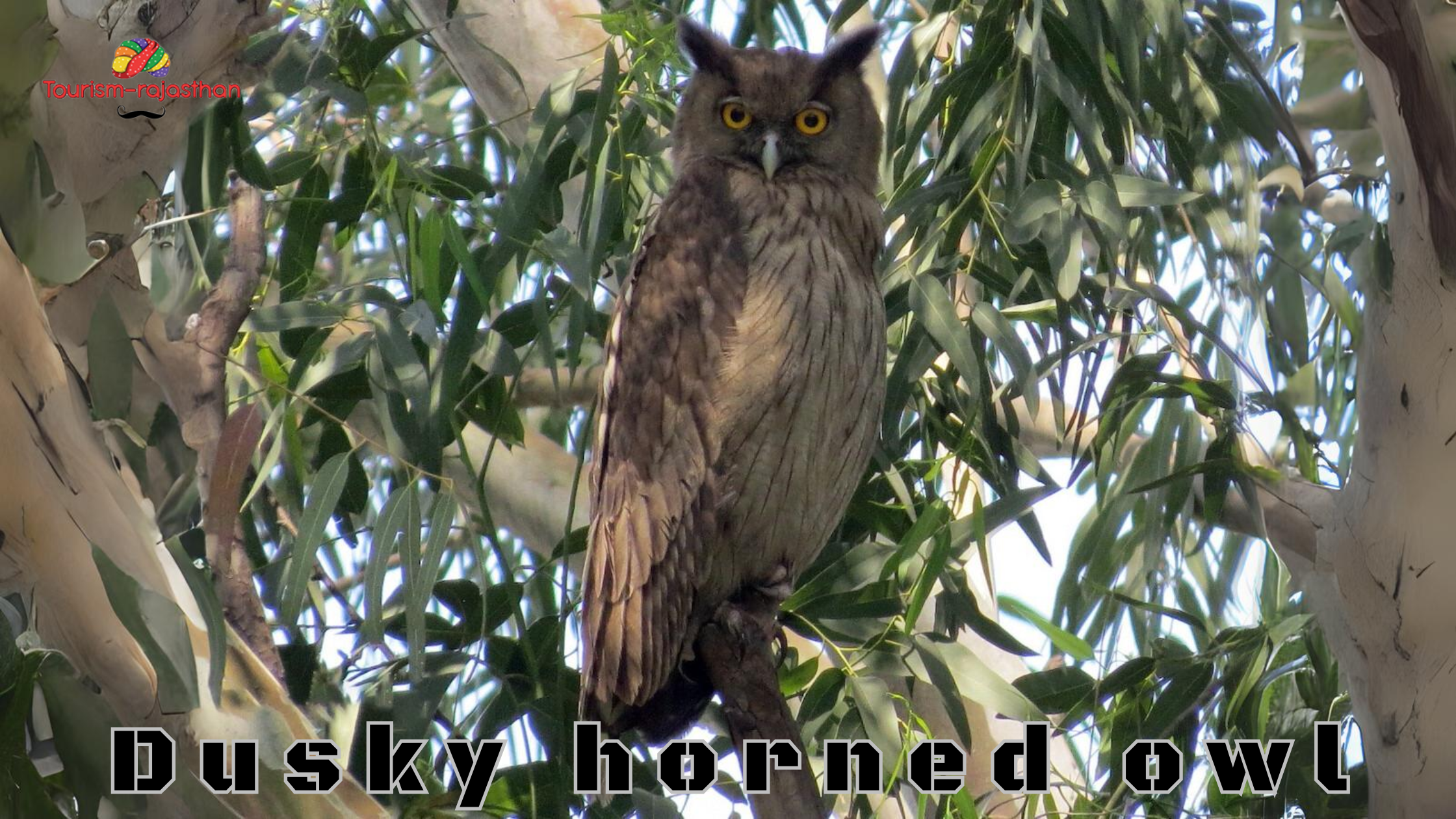 Dusky horned owl