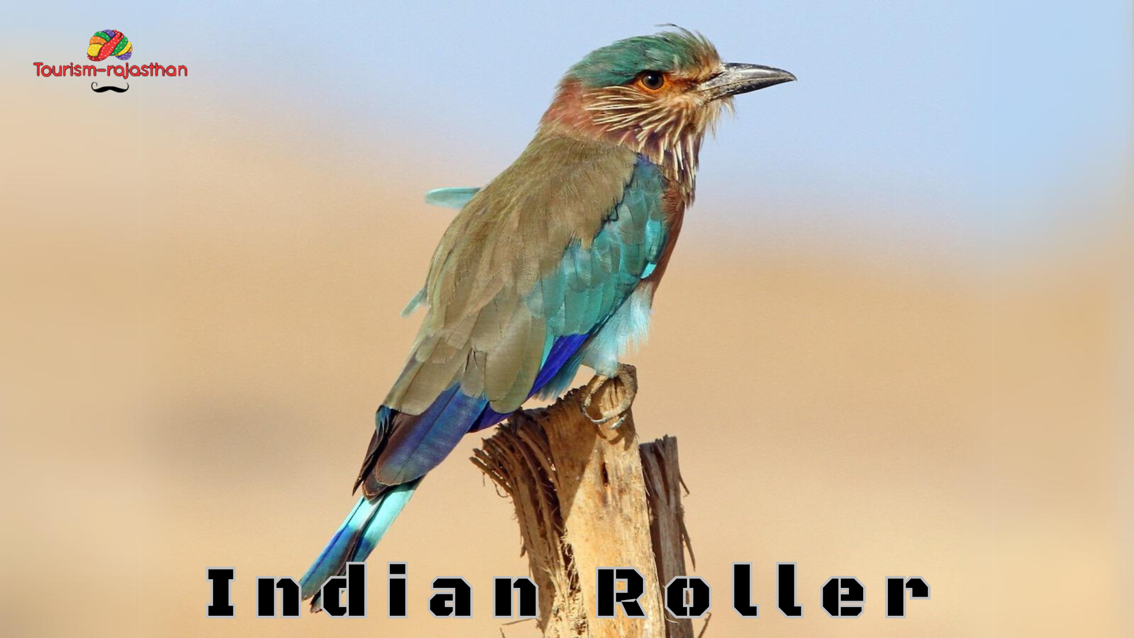 Indian Roller