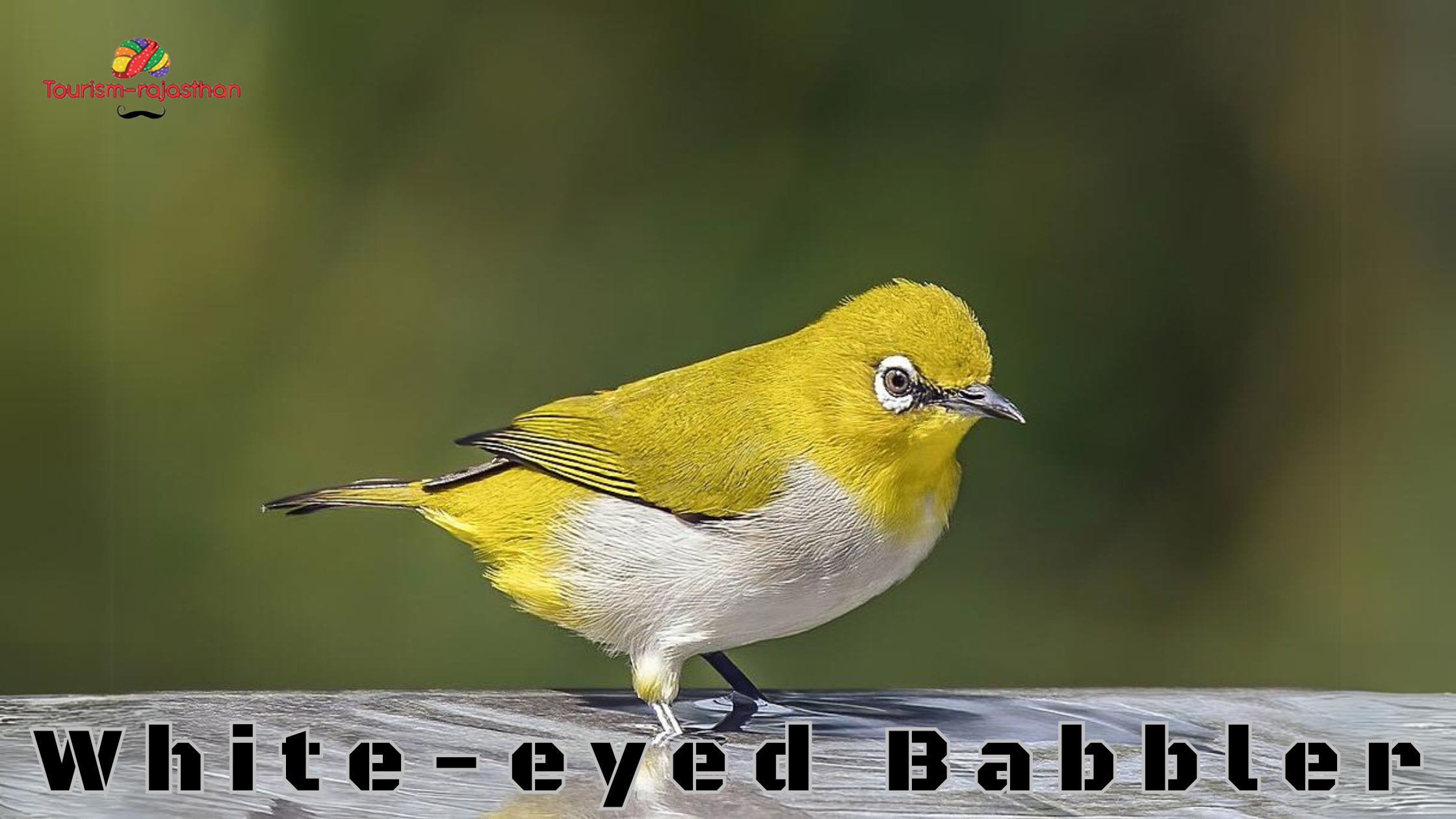 White-eyed Babbler