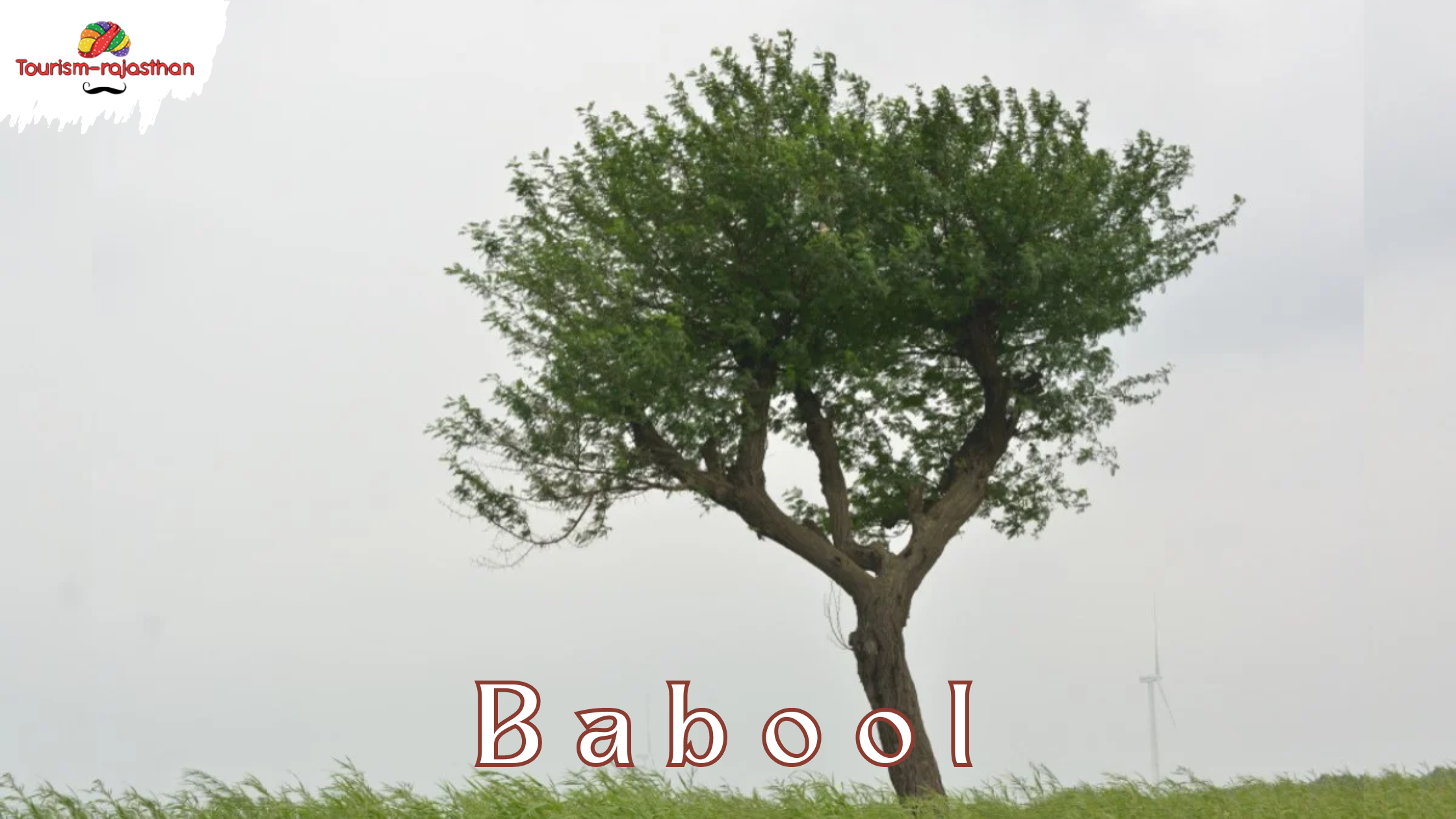 babool