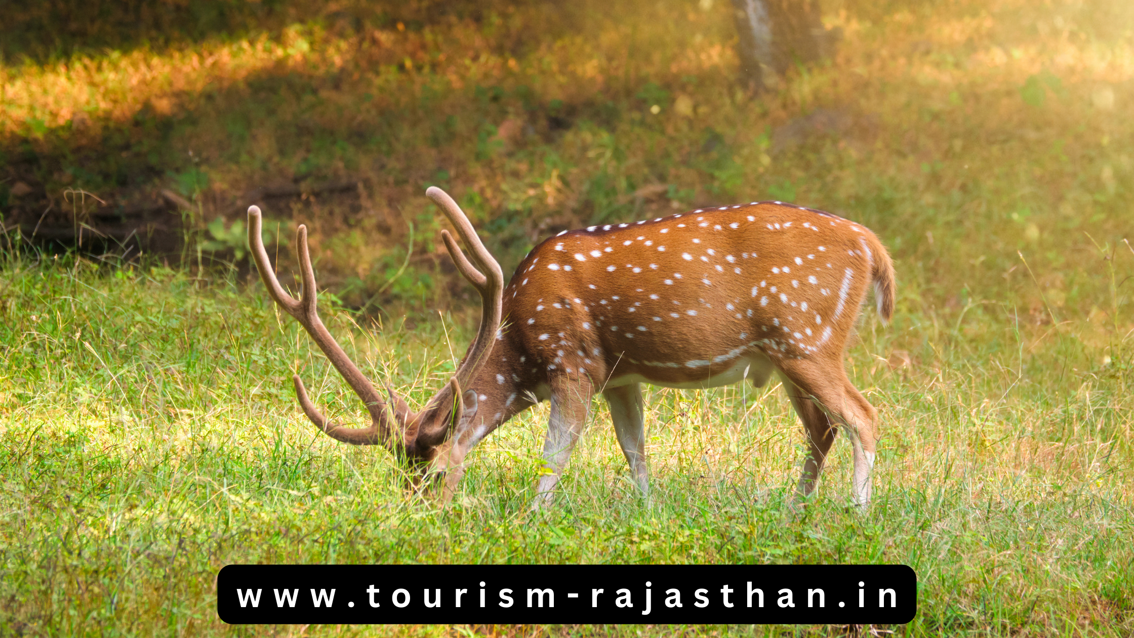 bandh baretha wildlife sanctuary 11