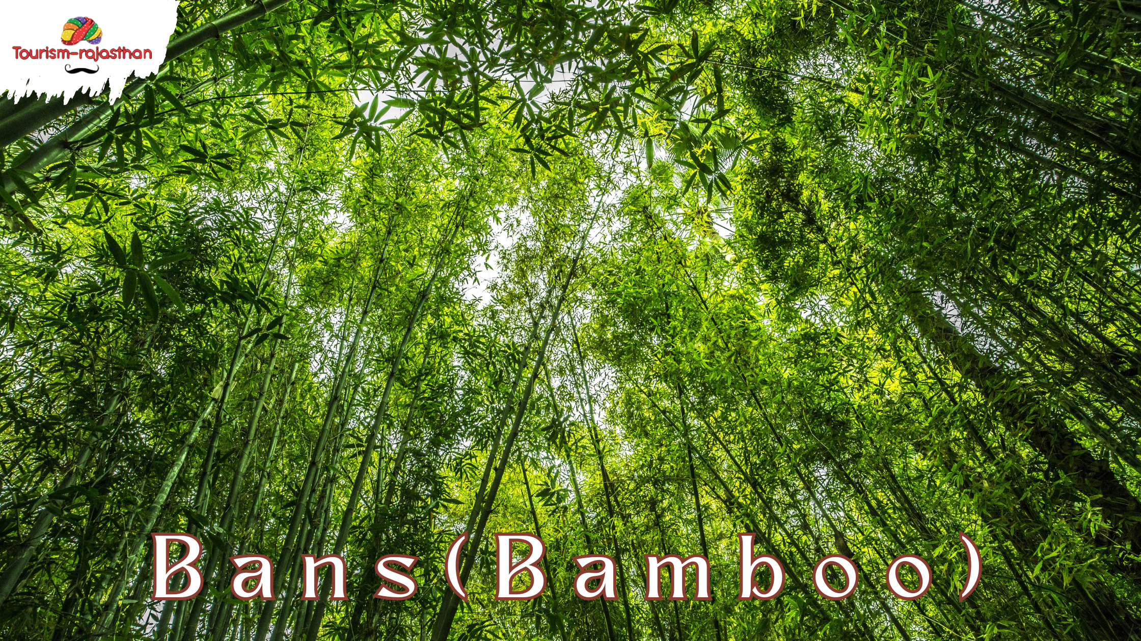 bans (bamboo)
