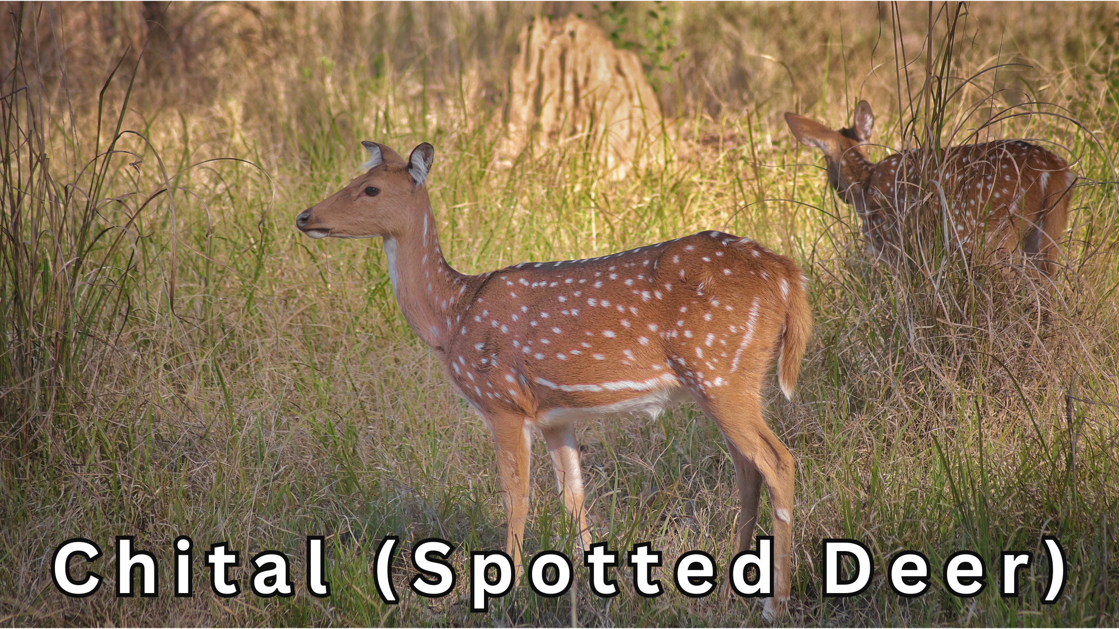 chital(spotted deer)