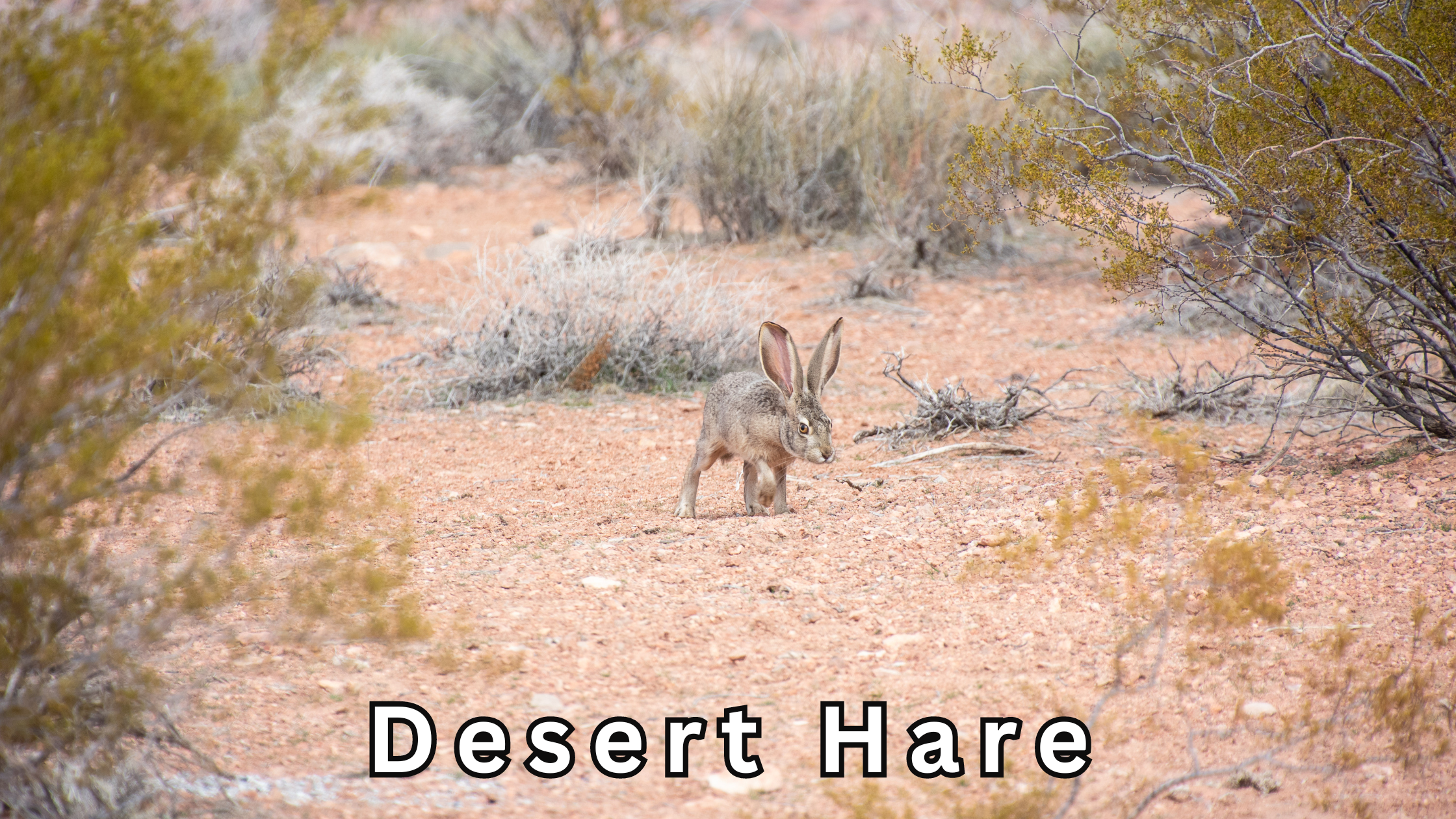 desert hare