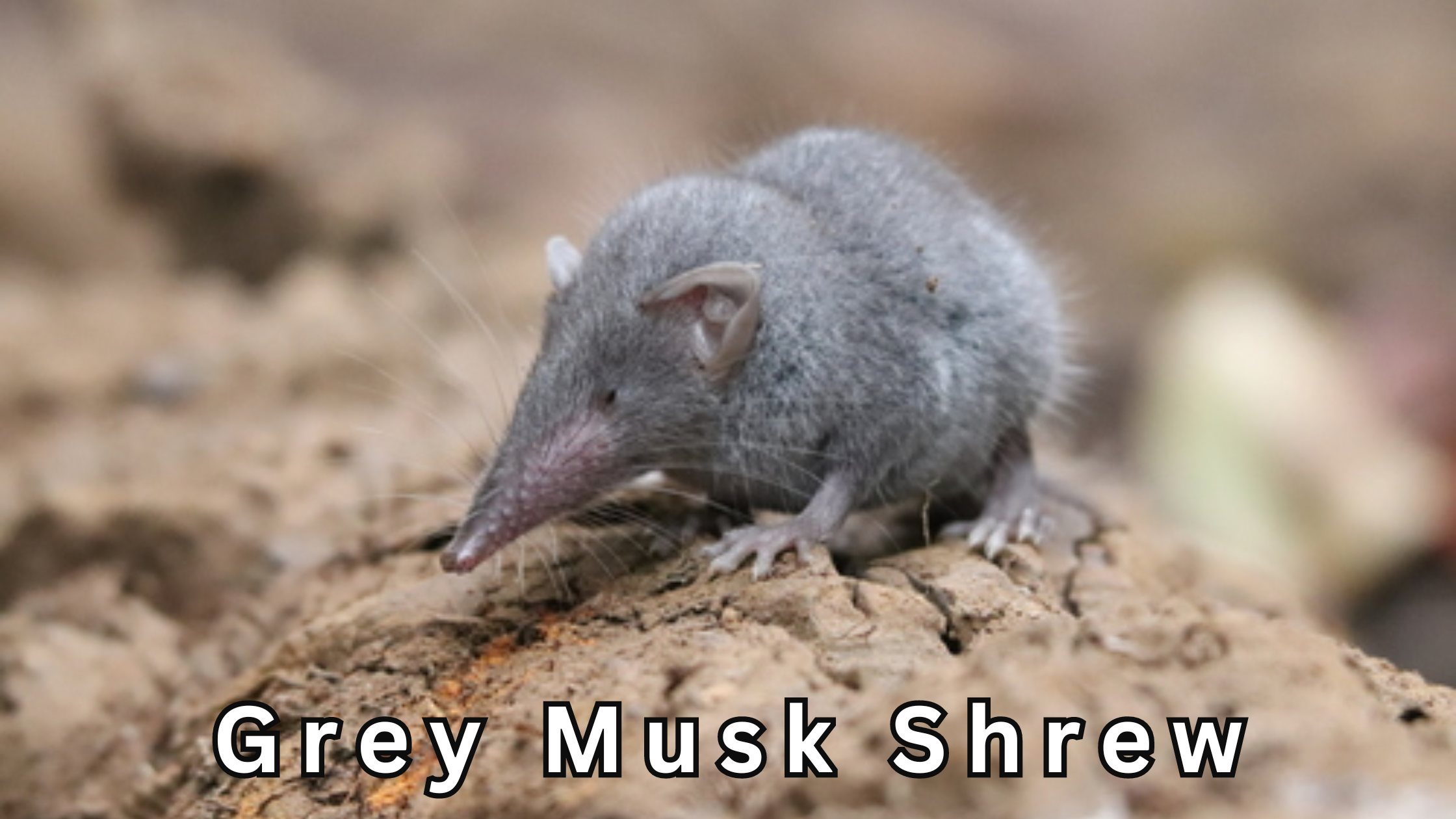 grey musk shrew