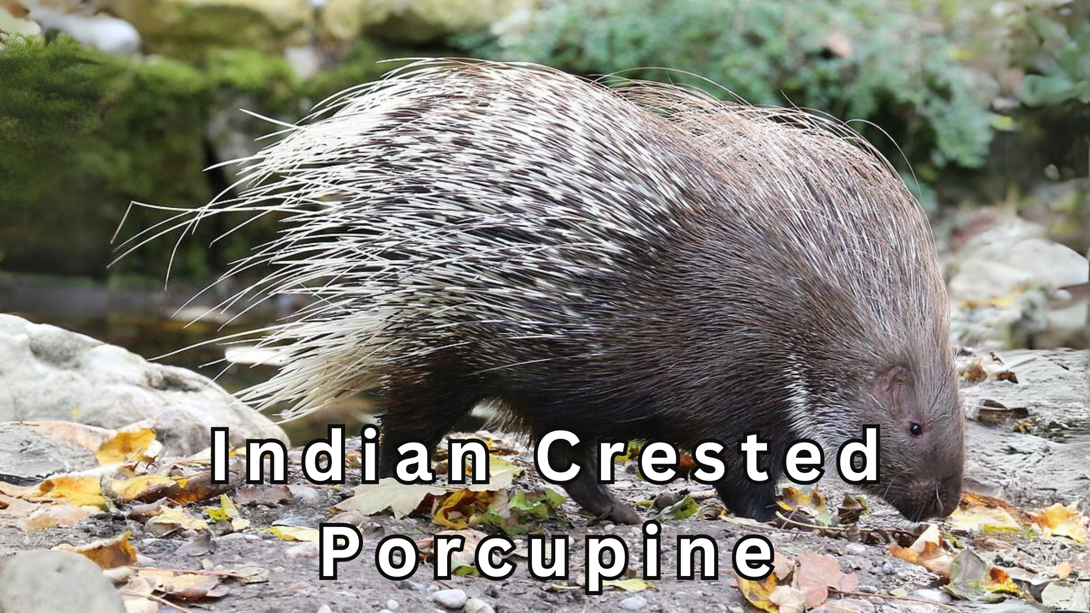 indian crested procupine