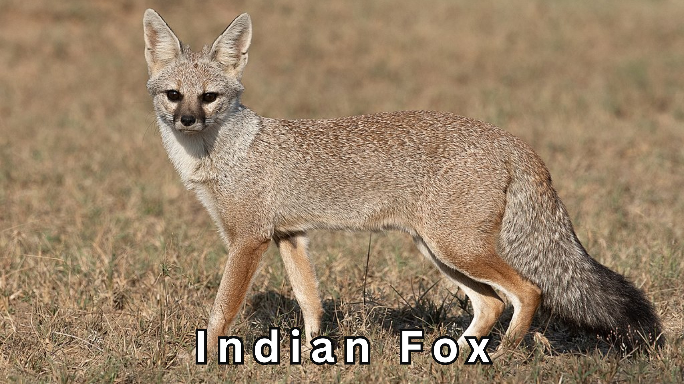 indian fox