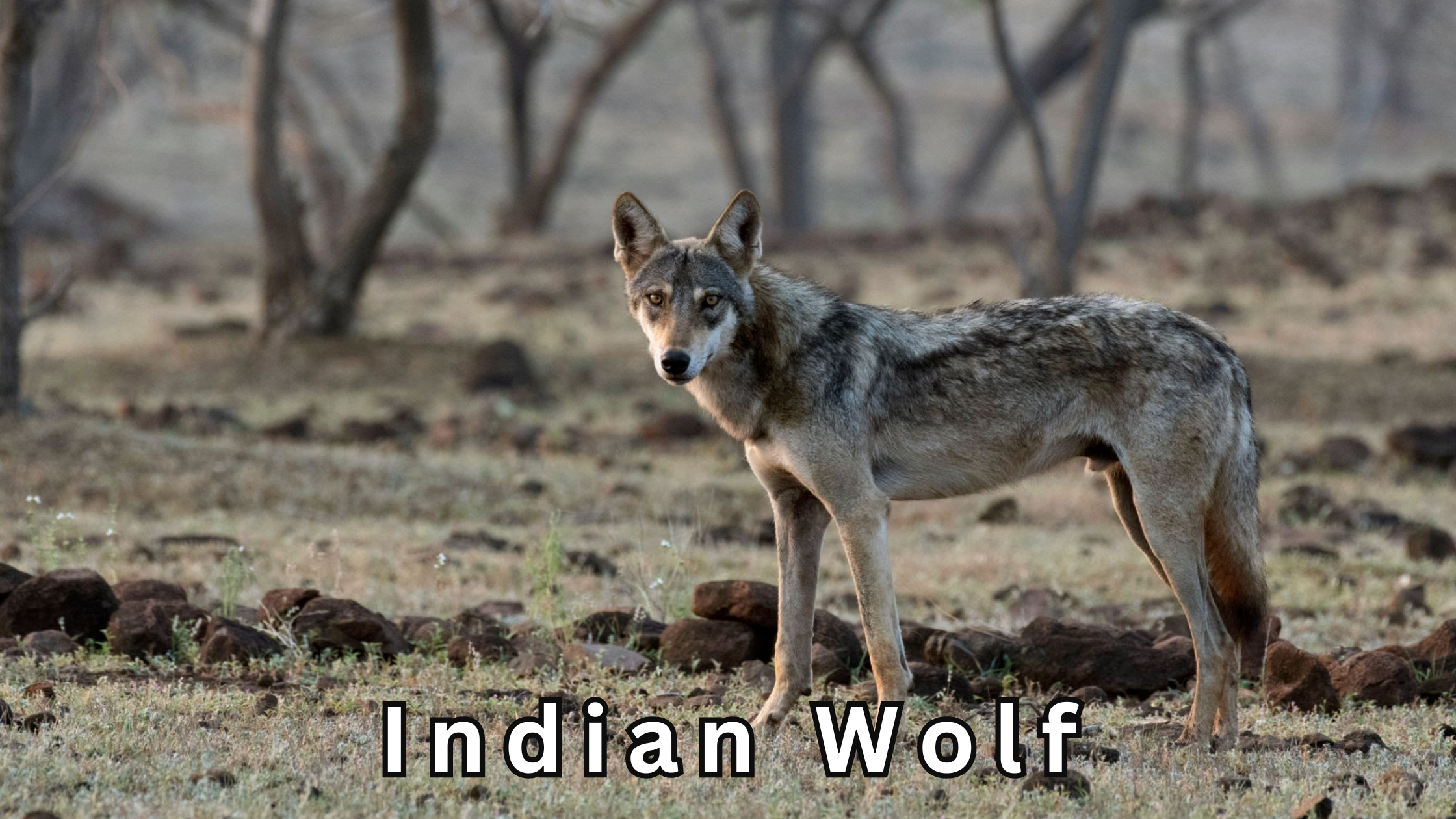 indian wolf