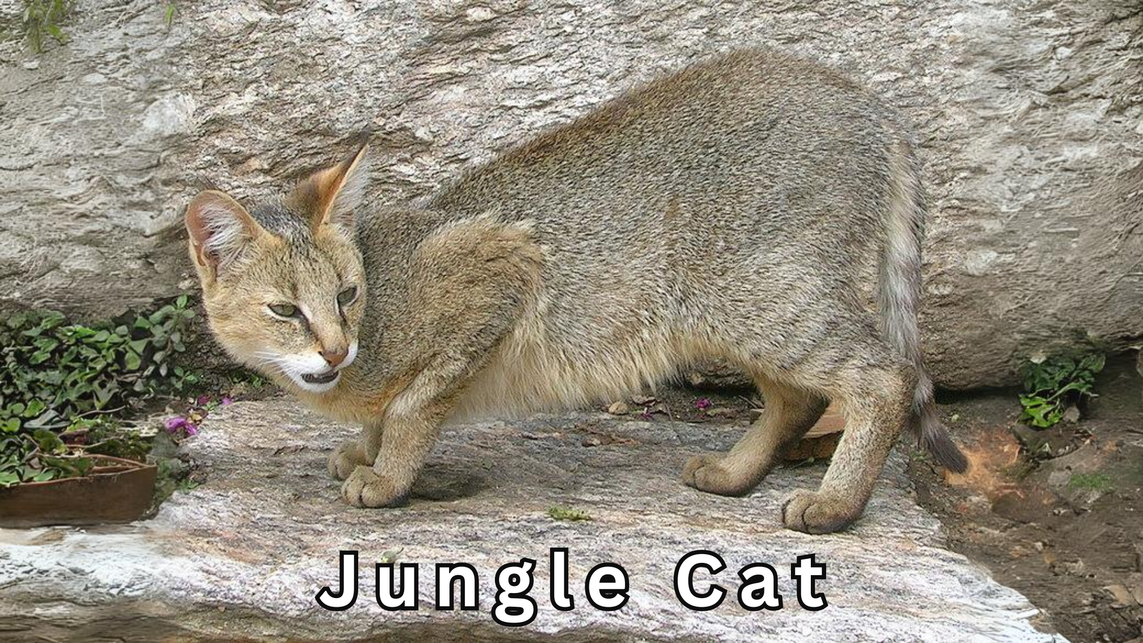 jungle cat