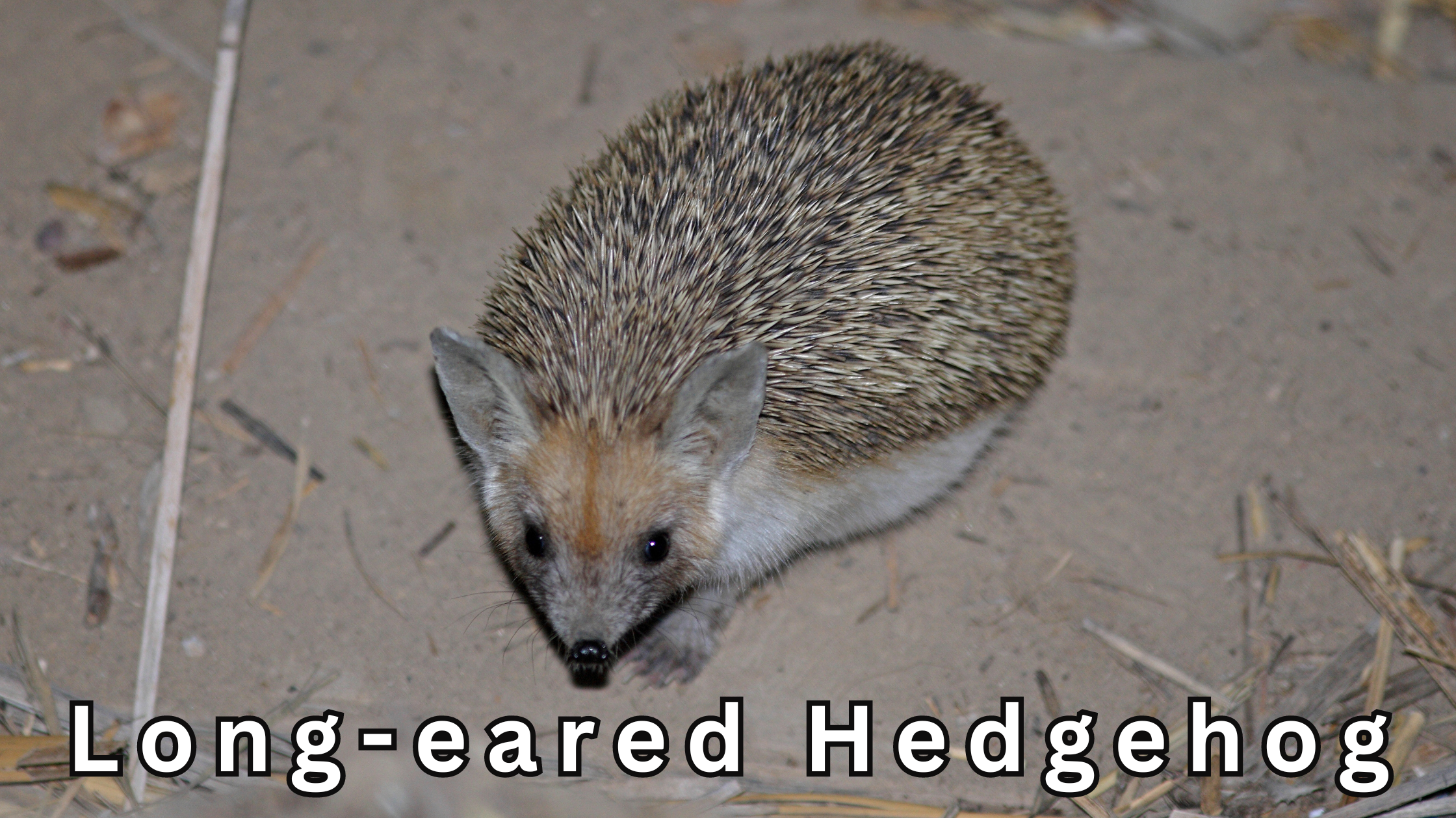 long eared hedgehog