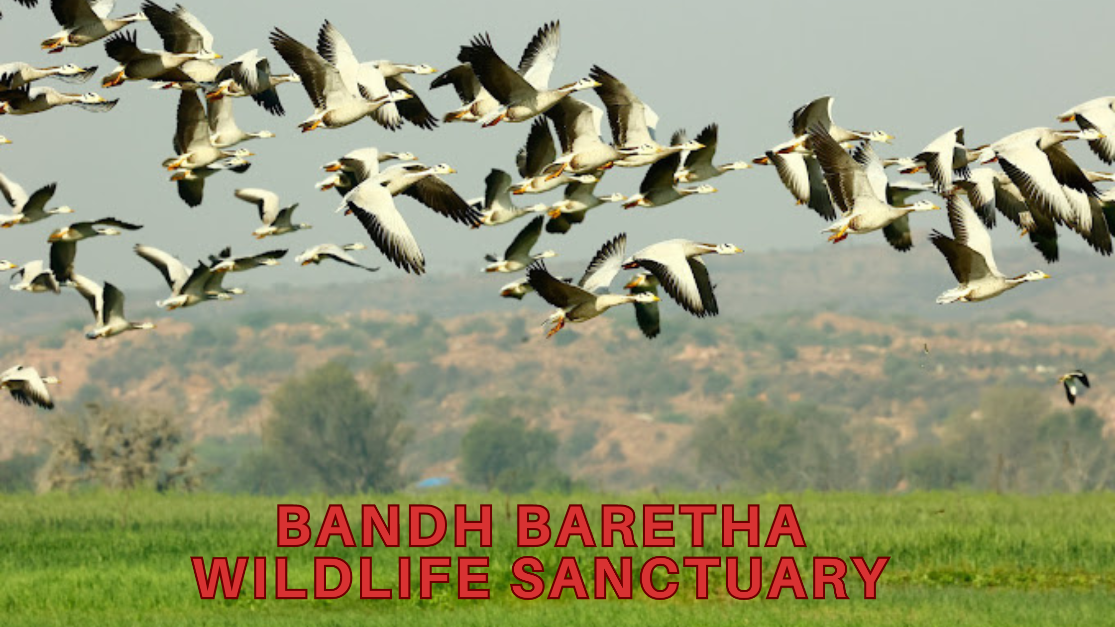 BANDH BARETHA WILDLIFE SANCTUARY