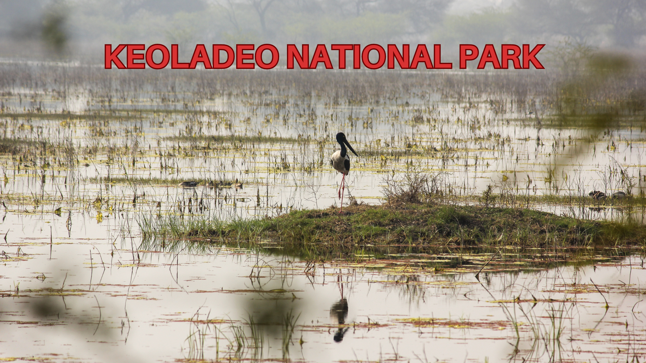 KEOLADEO NATIONAL PARK