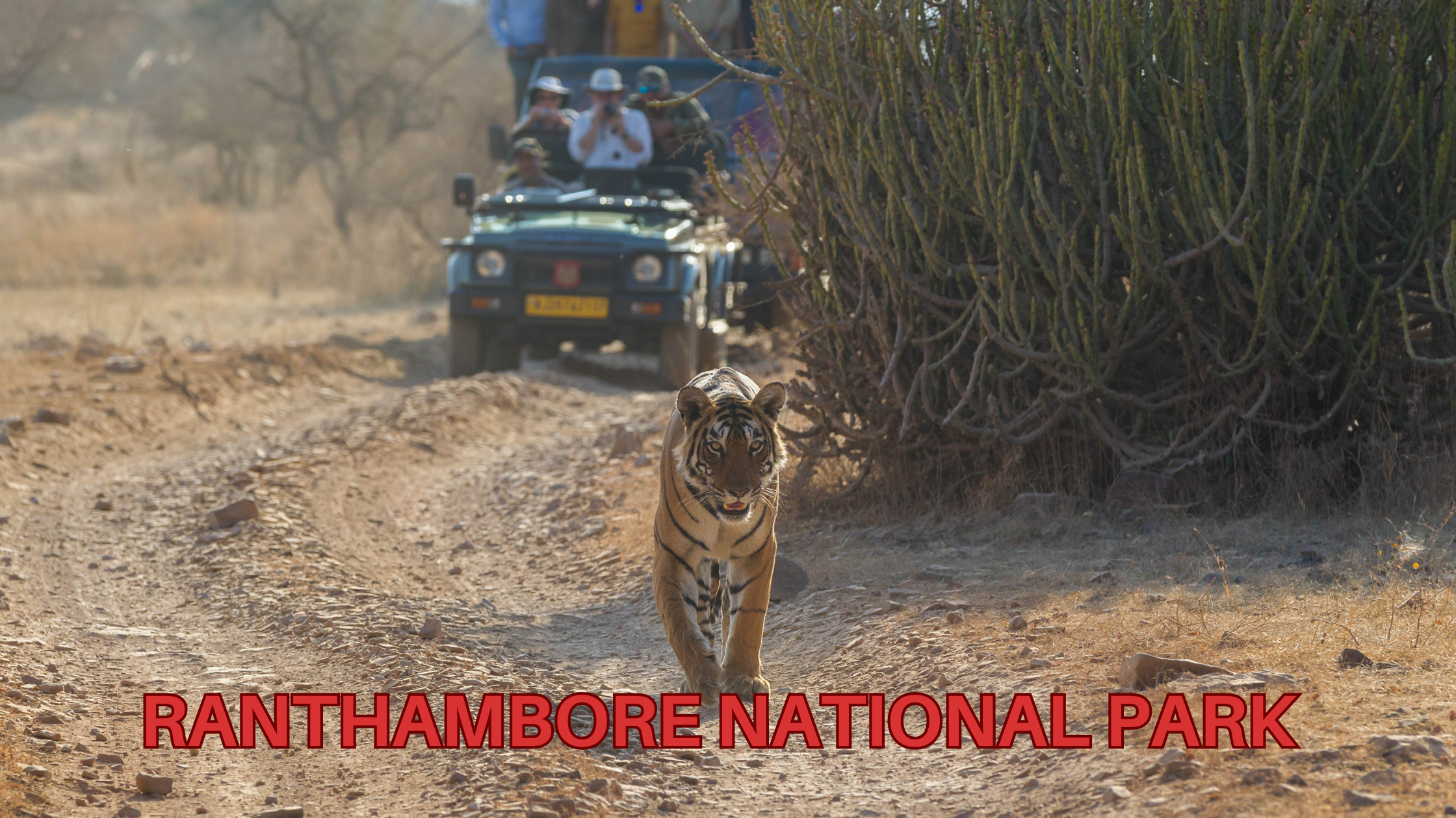 RANTHAMBORE NATIONAL PARK