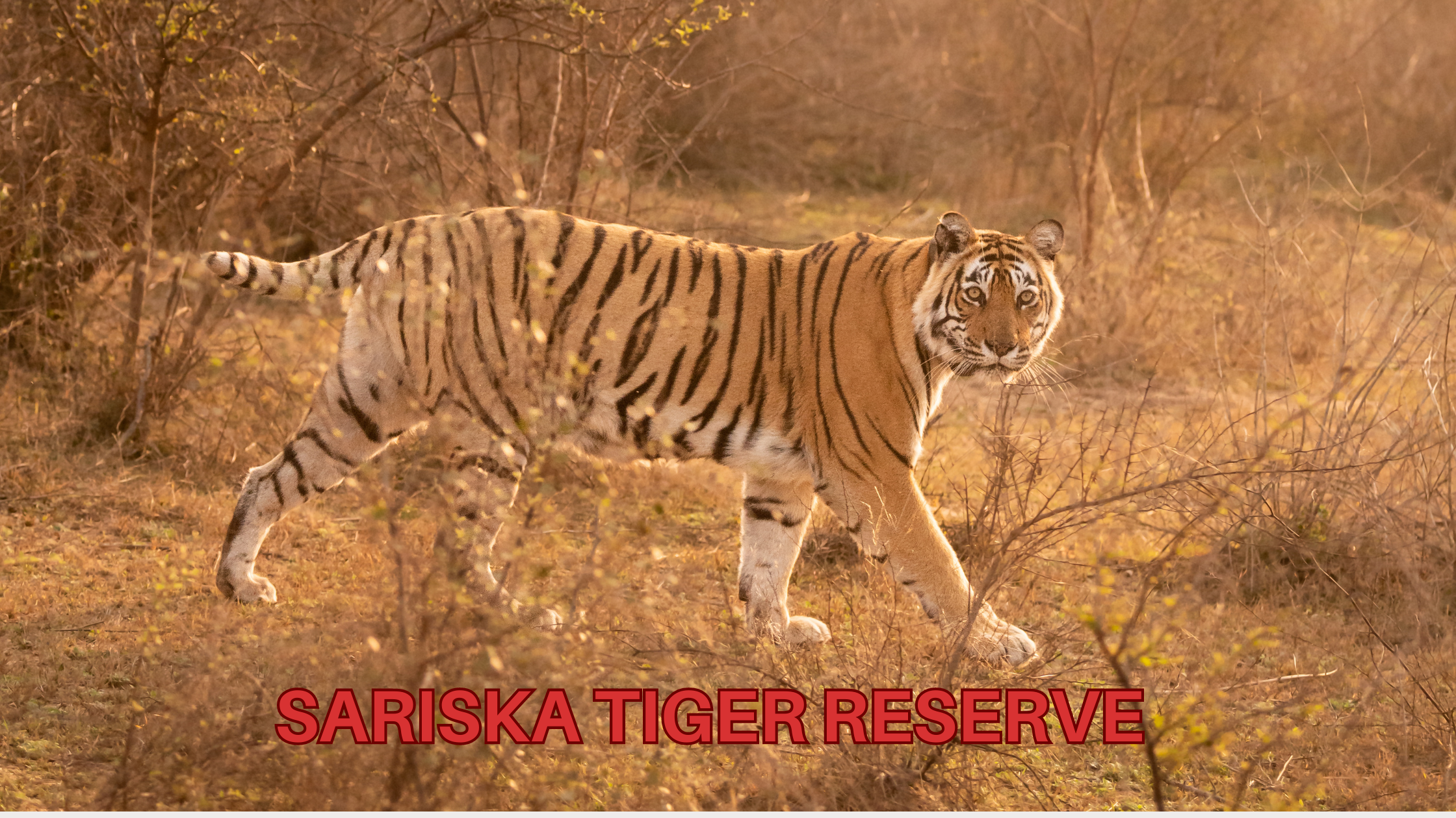 SARISKA TIGER RESERVE