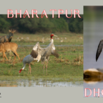 bharatpur to dholpur