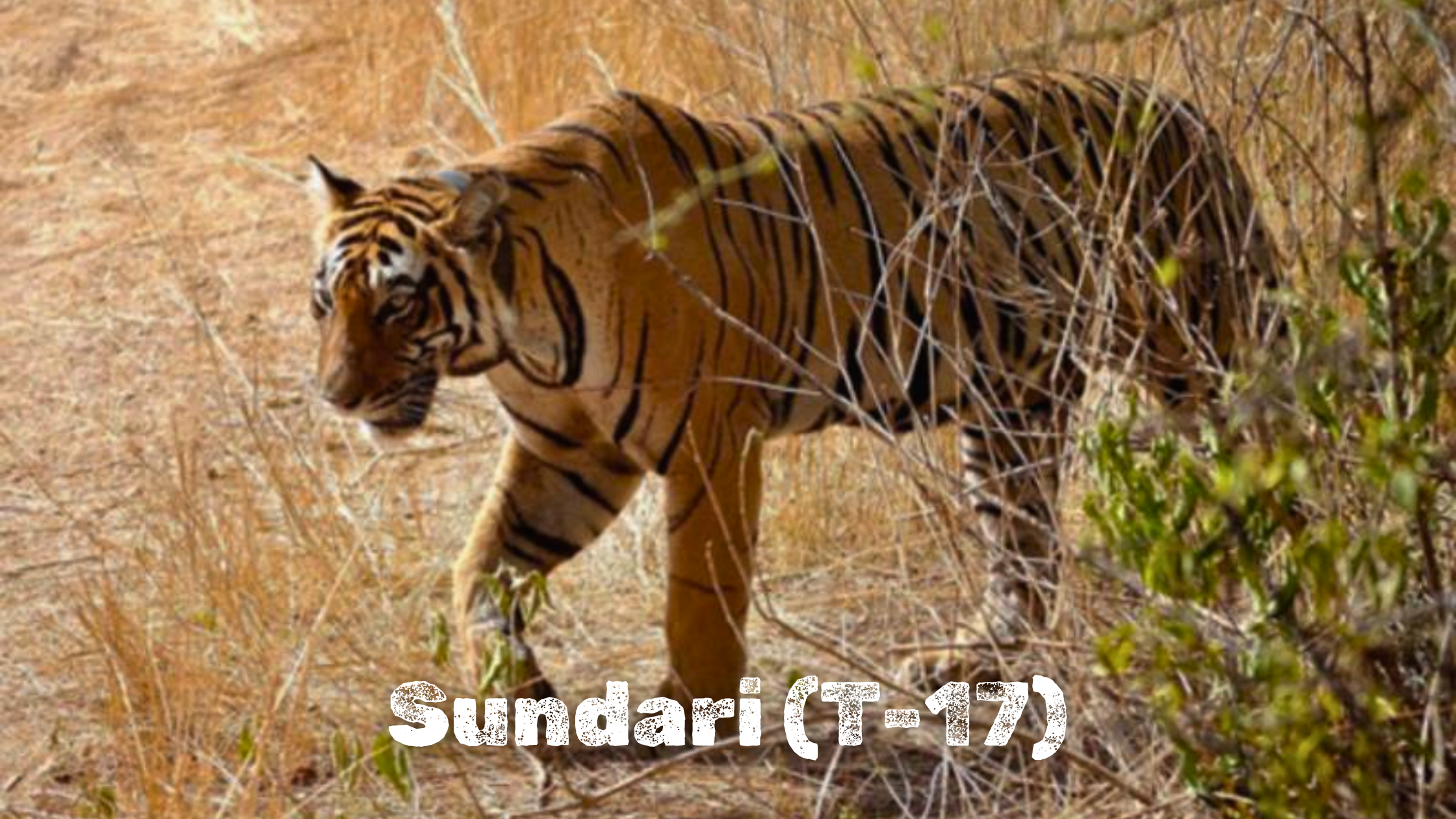 sundari