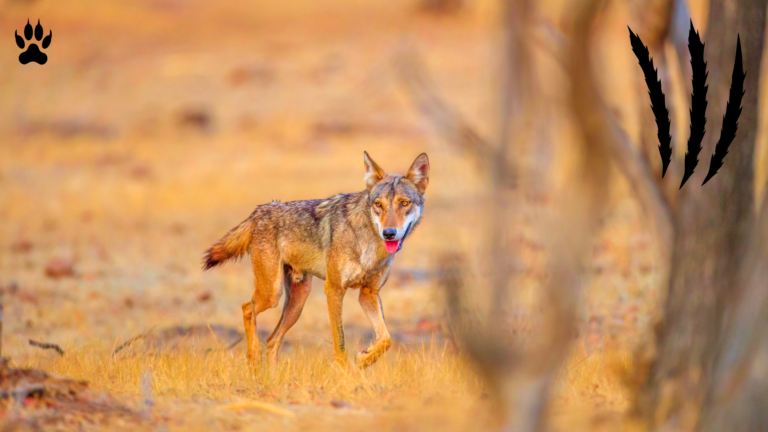 कैलादेवी वाइल्डलाइफ सेंचुरी के भेड़िए: राजस्थान के सूखे जंगलों के अदृश्य शिकारी